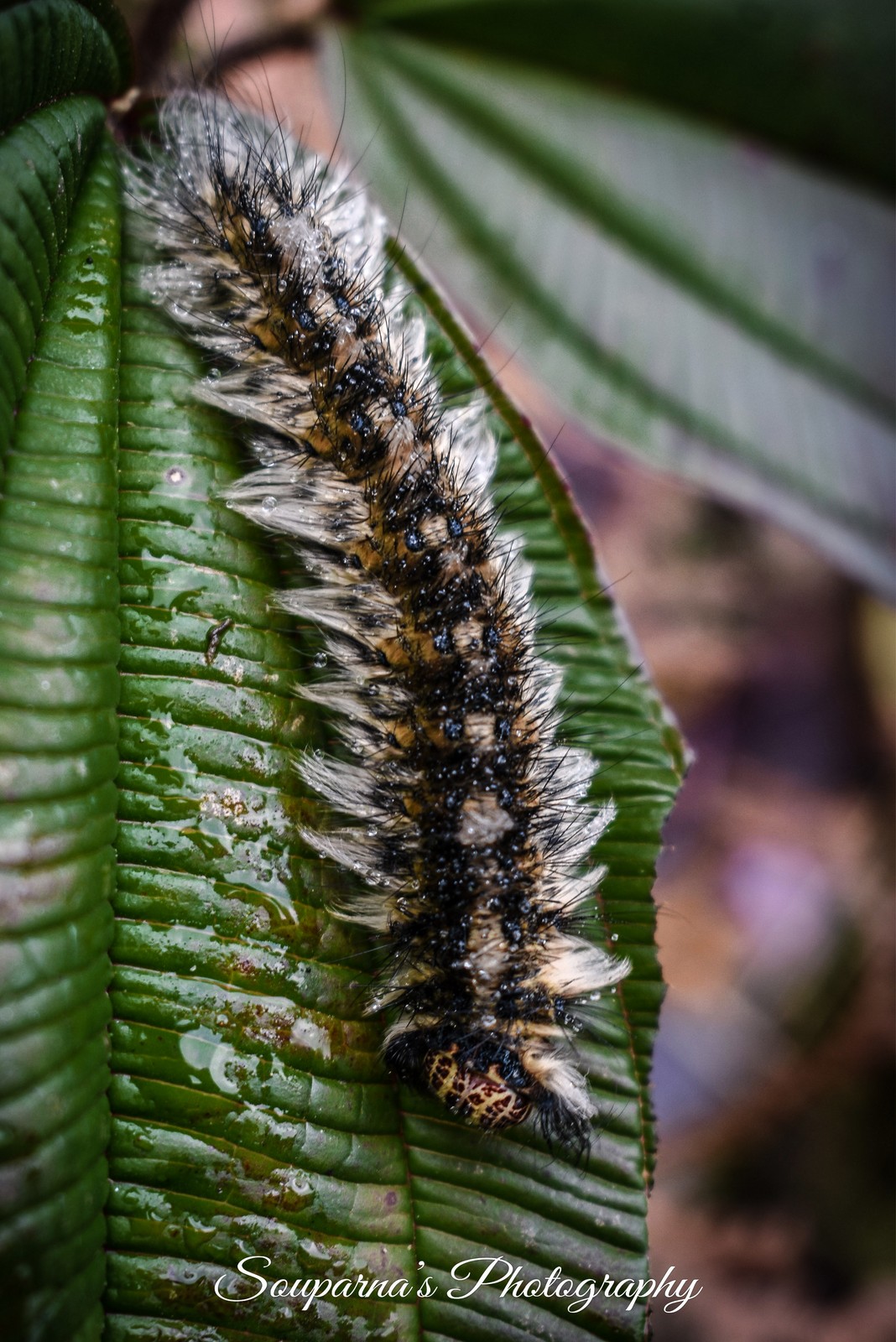 Hairy Caterpillar