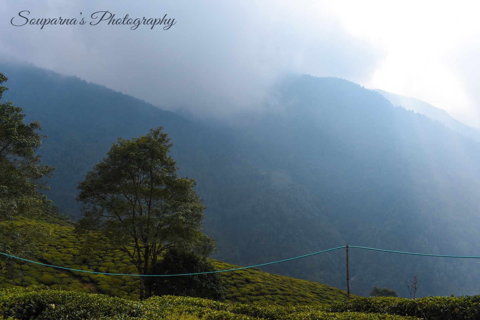 DARJEELING DIARIES