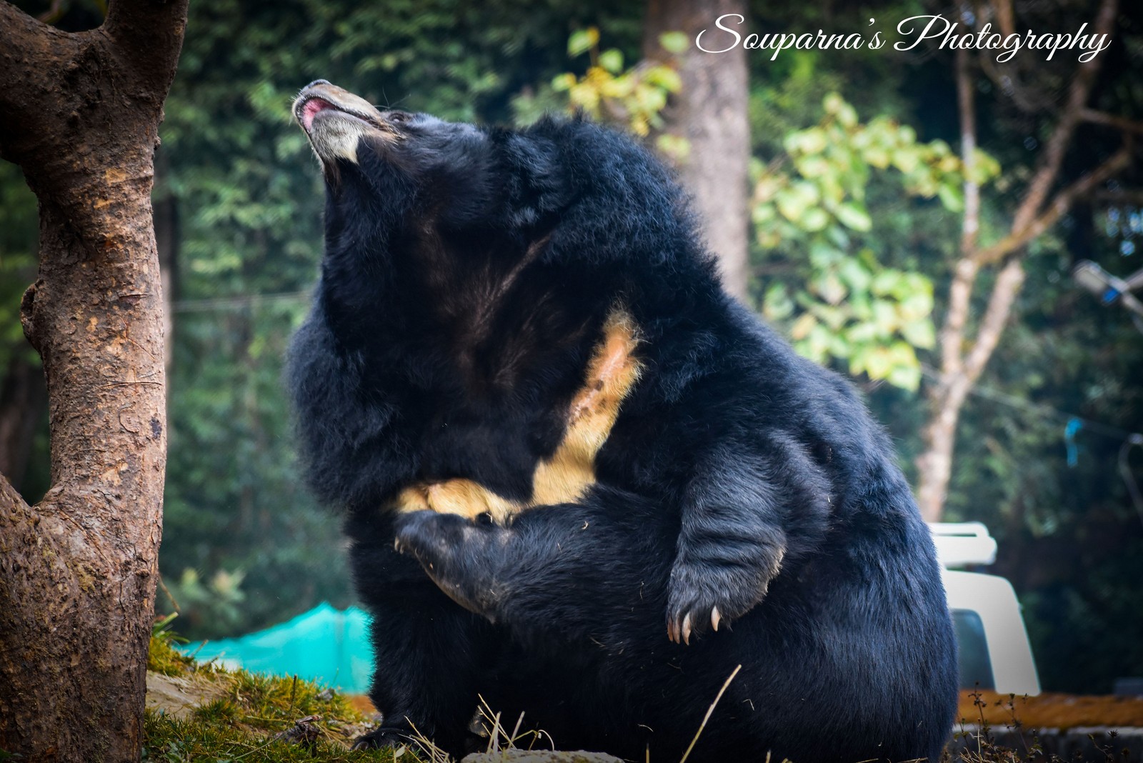 Asian black bear