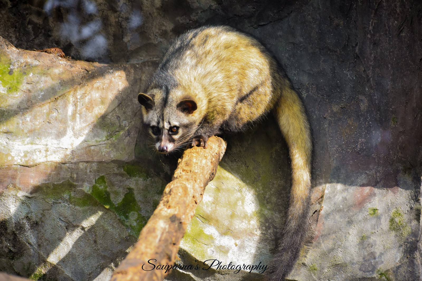 Asian Palm Civet