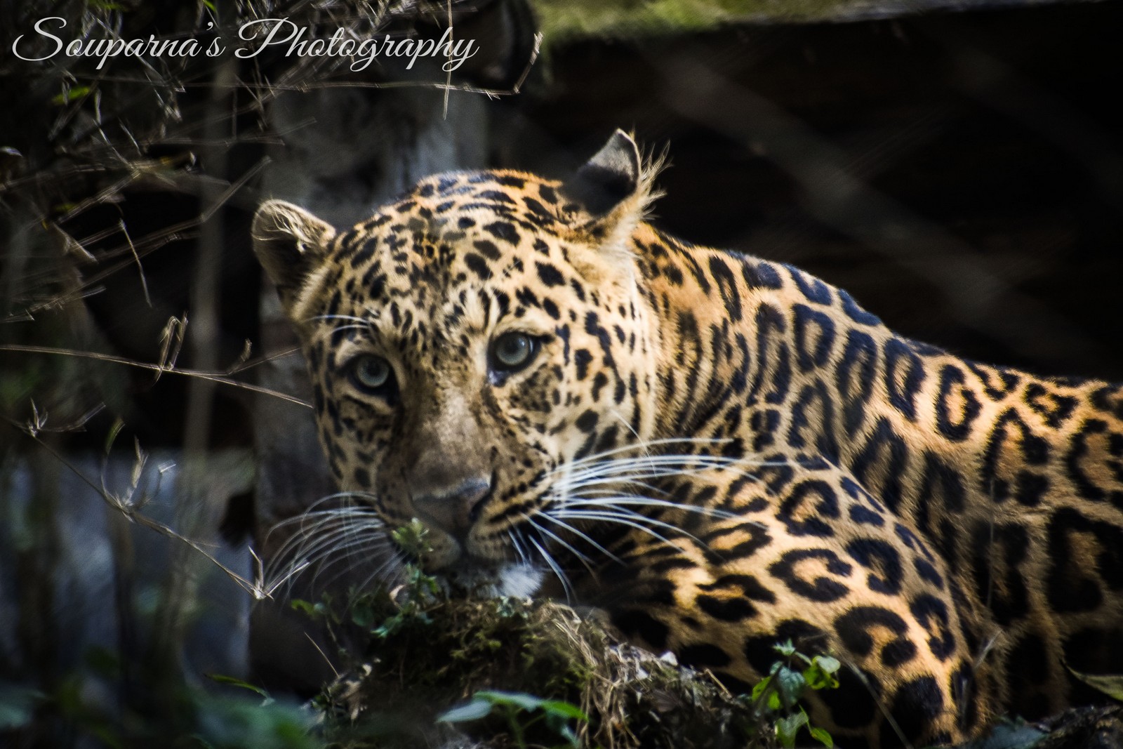 Indian Leopard